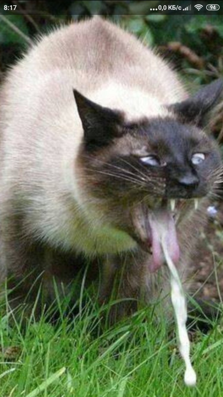 Шар грустный кот