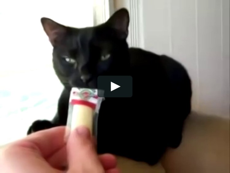 Кот пытается уговорит кошку