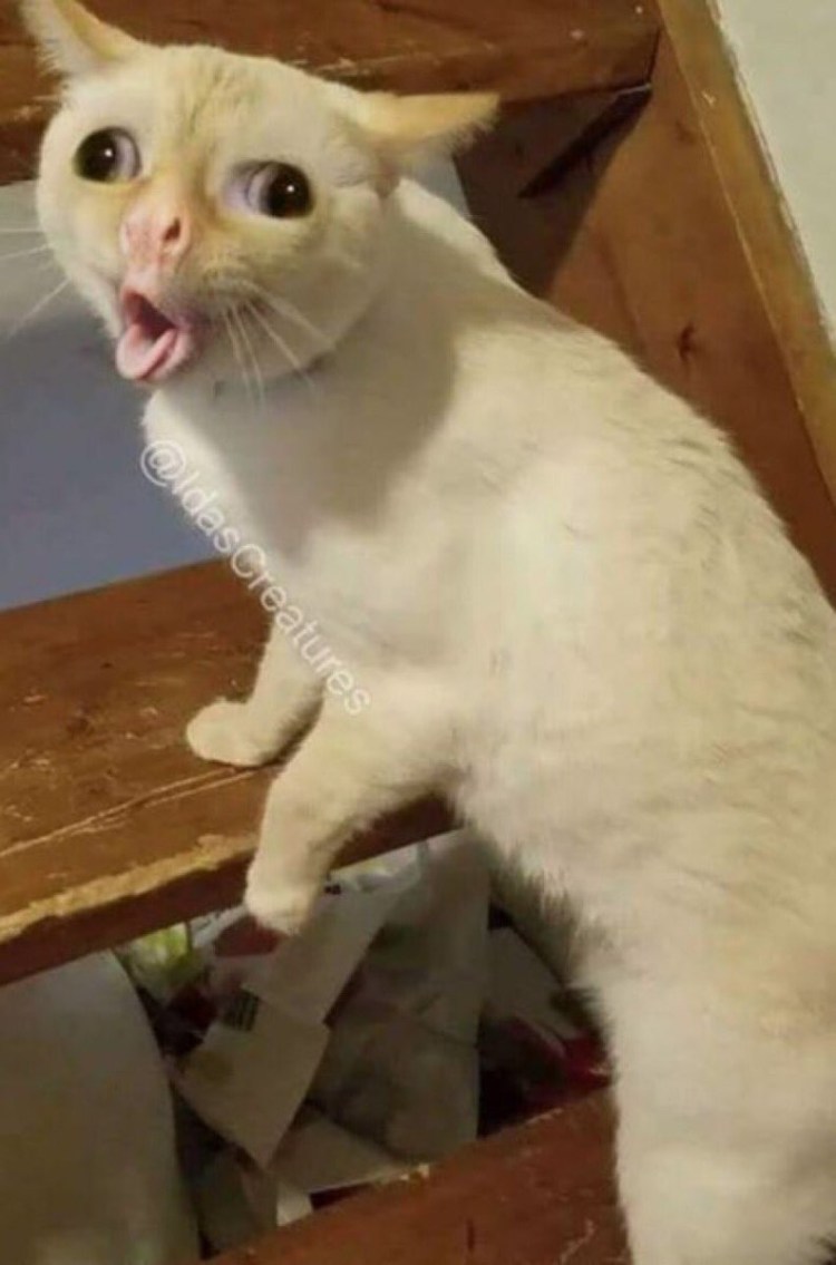 Мем про котиков
