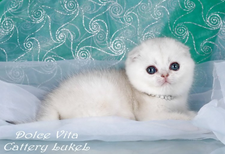 Сибирская шиншилла кот