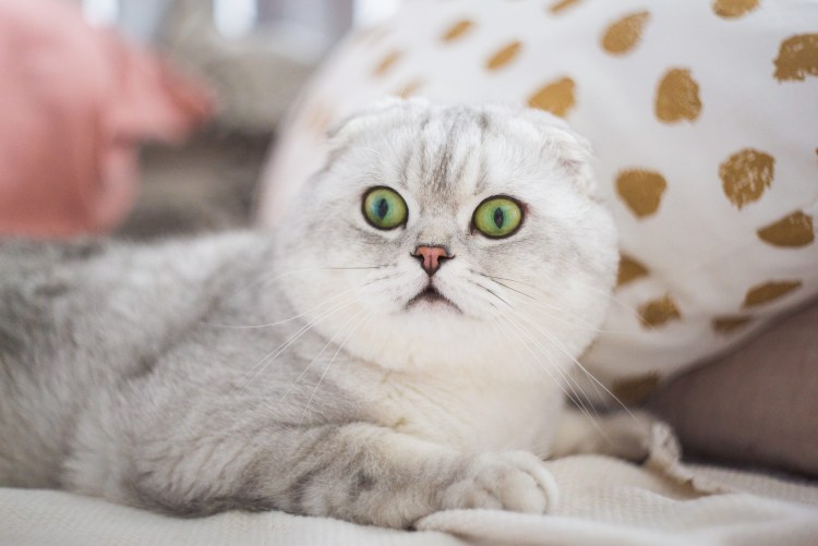 Серебристая шиншилла ns11 вислоухая