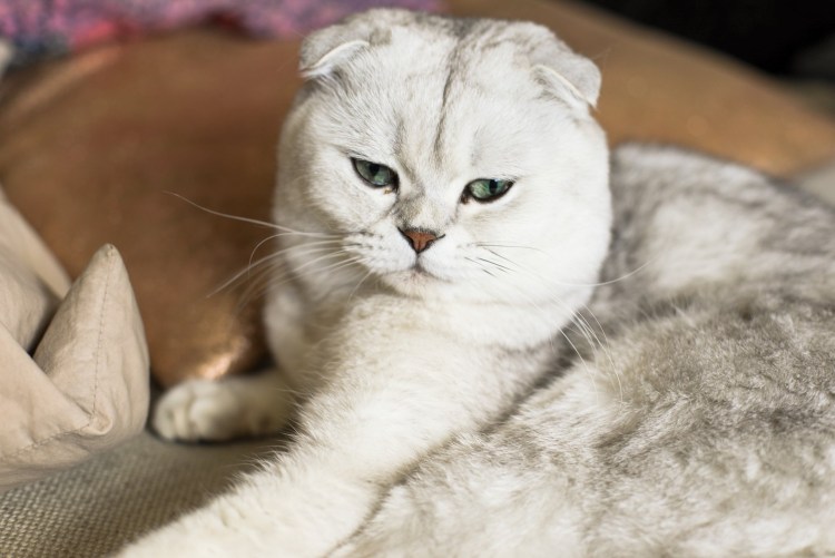 Шотландская серебристая шиншилла