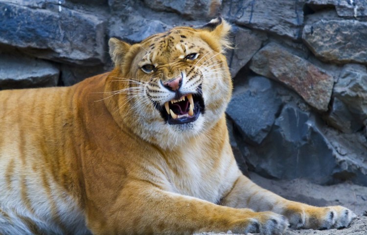 Тигролев и Лигр