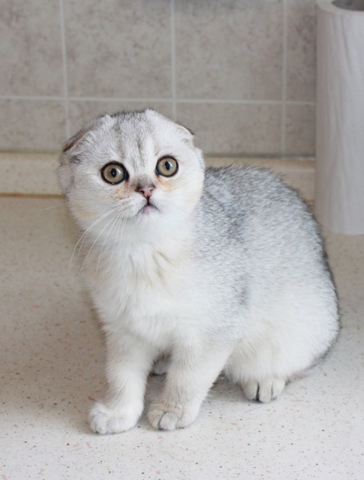 Шотландская вислоухая кошка Сьюзи