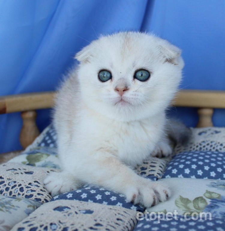 Шотландский вислоухий котенок шиншилла серебристая отзывы
