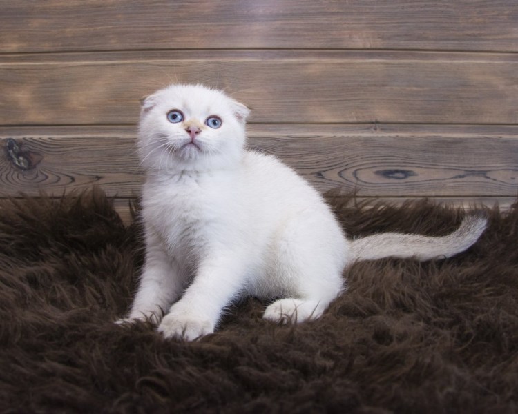 Шотландская вислоухая кошка шиншилла