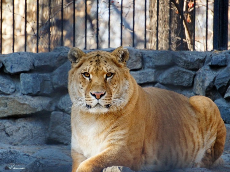 Геркулес Лигр тигролев Лигр