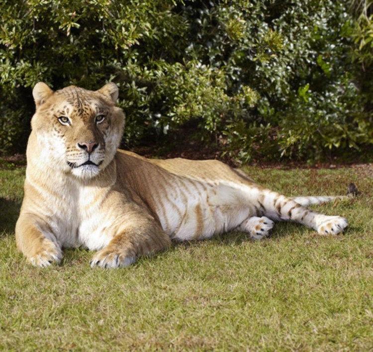 Лигр гибрид Льва и тигра