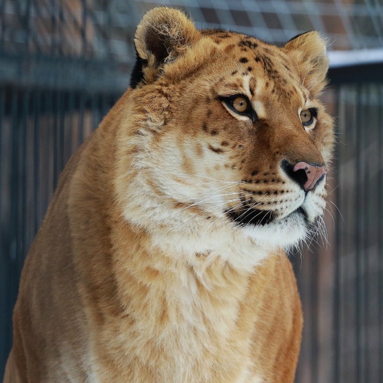 ТИГОН тигролев