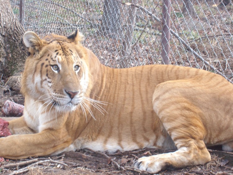 ТИГОН тигролев