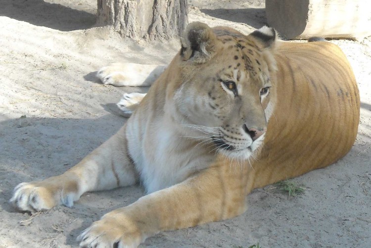 Лигры и Тигоны