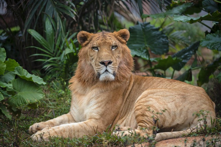 Лигр и тигролев Геркулес