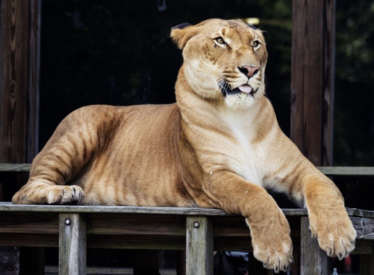 Лигр и тигролев Геркулес