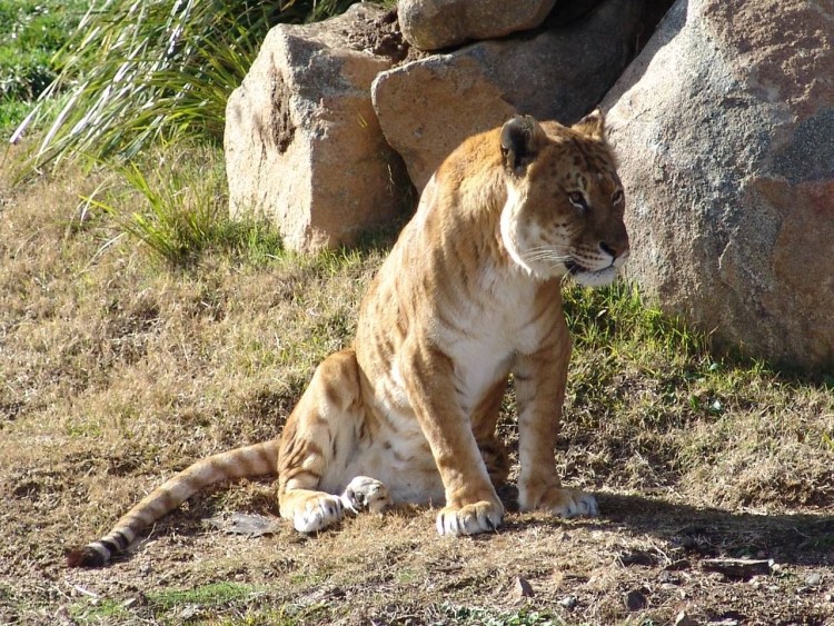 Лигр гибрид Льва и тигра