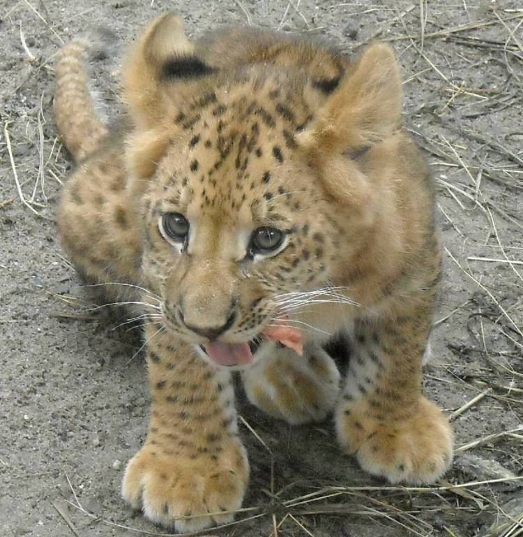 Ягулев гибрид