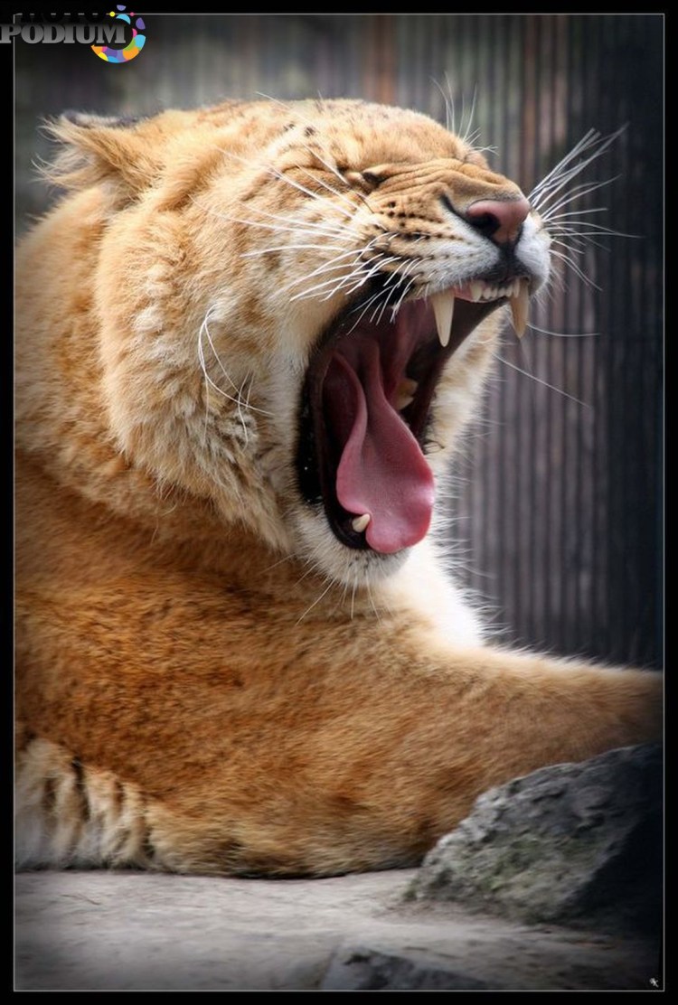 Лигр гибрид