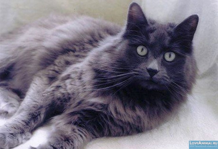 Русская голубая кошка Нибелунг