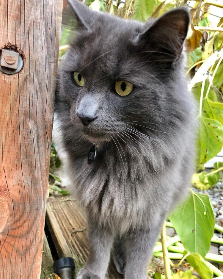 Кот Нибелунг