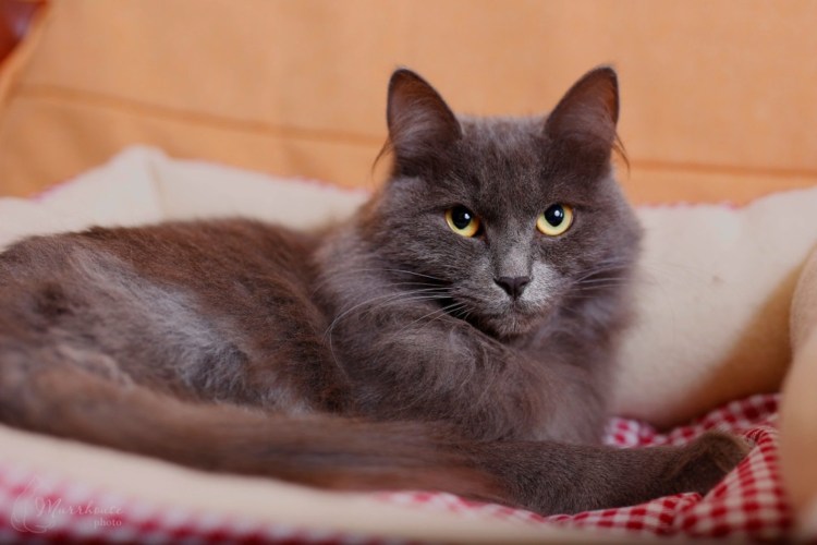 Сибирский Нибелунг