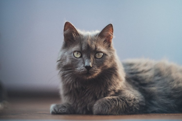 Нибелунг порода