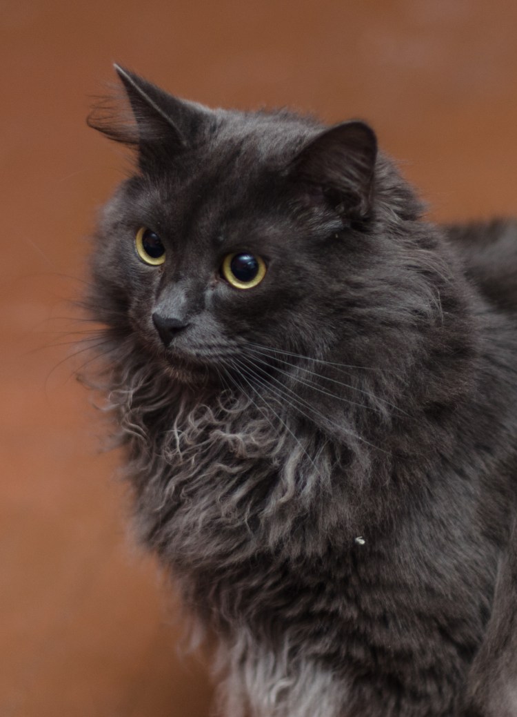 Нибелунг котята