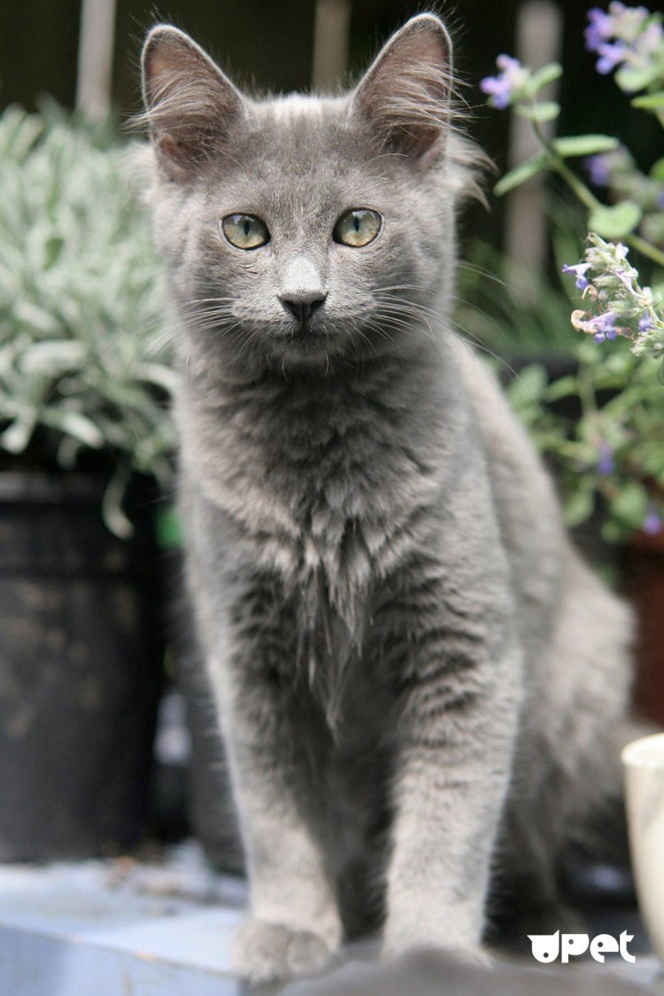 Сибирский Нибелунг