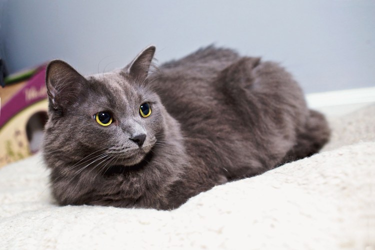 Нибелунг черепаховый