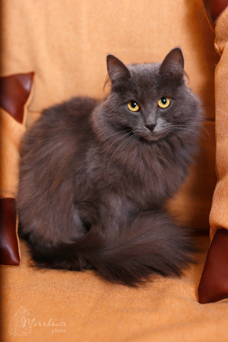 Русская голубая и Мейн кун