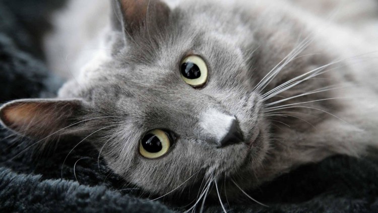 Нибелунг толстый