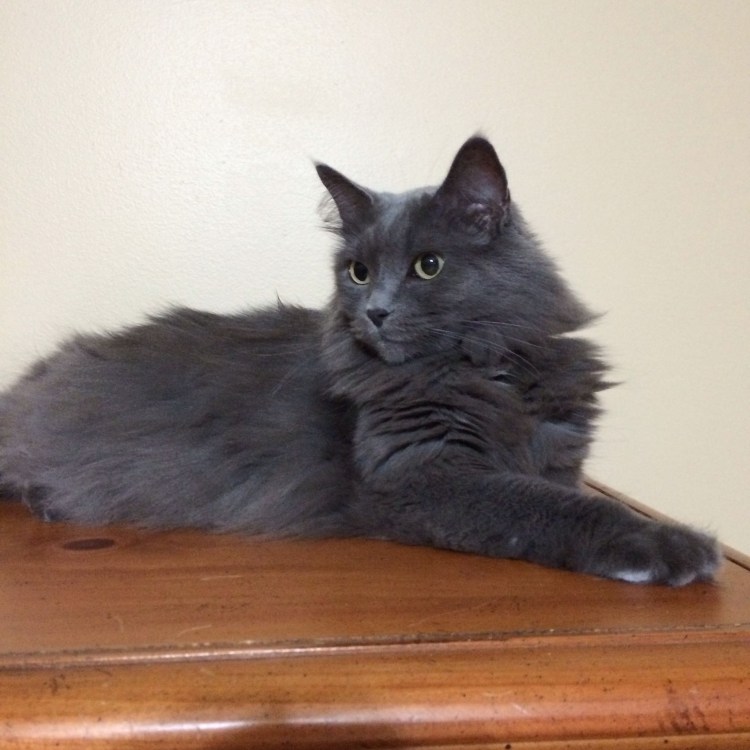 Серый кот Нибелунг