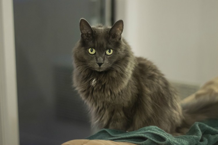 Нибелунг порода кошек