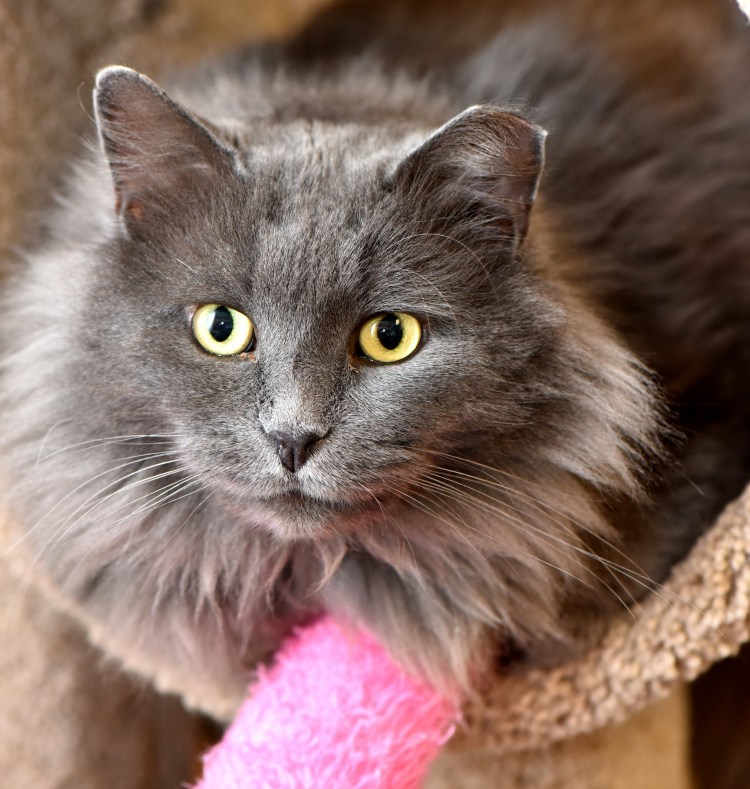 Нибелунг порода кошек