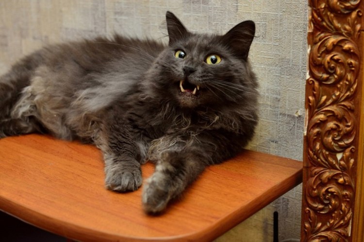 Кот породы Нибелунг