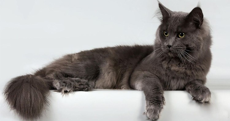 Нибелунг серый котенок
