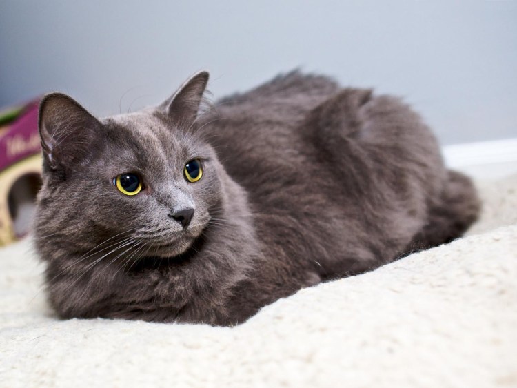 Картезианская кошка длинношерстная