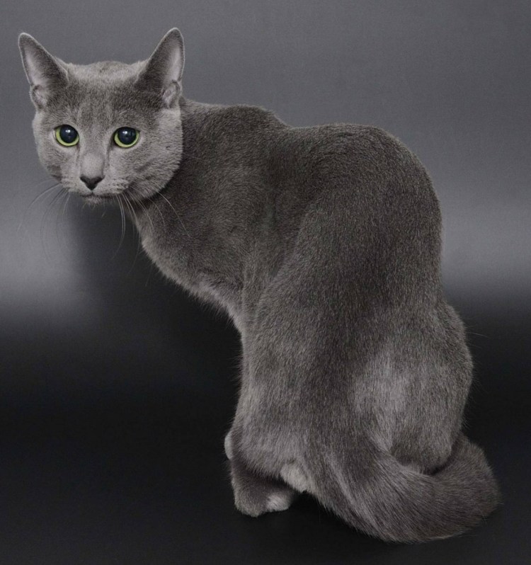 Сибирский Нибелунг