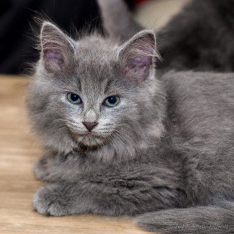 Кот Сибирский Нибелунг