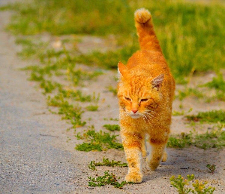 Огненно рыжий кот