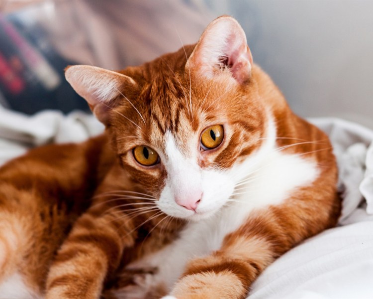 Рыжий гладкошерстный полосатый кот порода