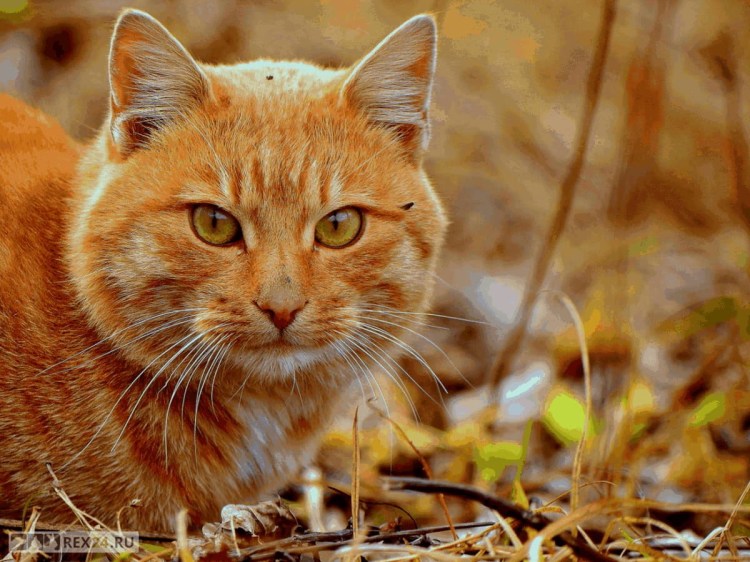 Бразильская короткошерстная кошка рыжая