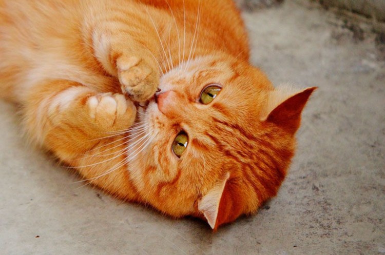 Рыжий котик