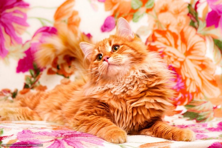 Рыжая кошка и цветы