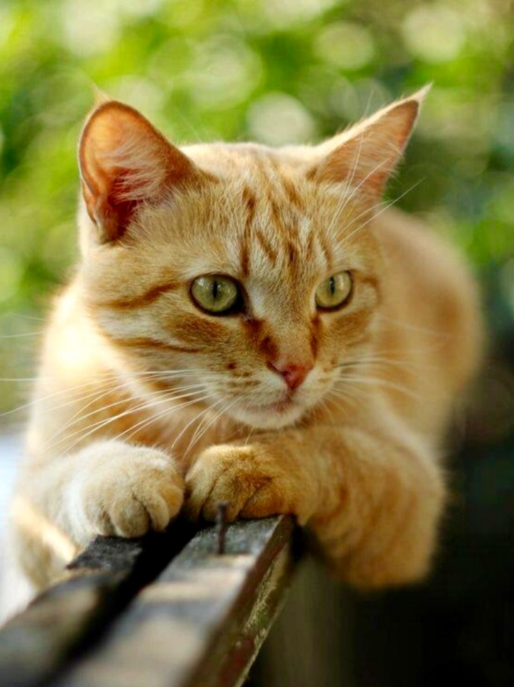 Европейская длинношерстная кошка рыжая