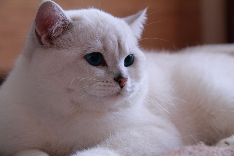 Британская шиншилла Уоби