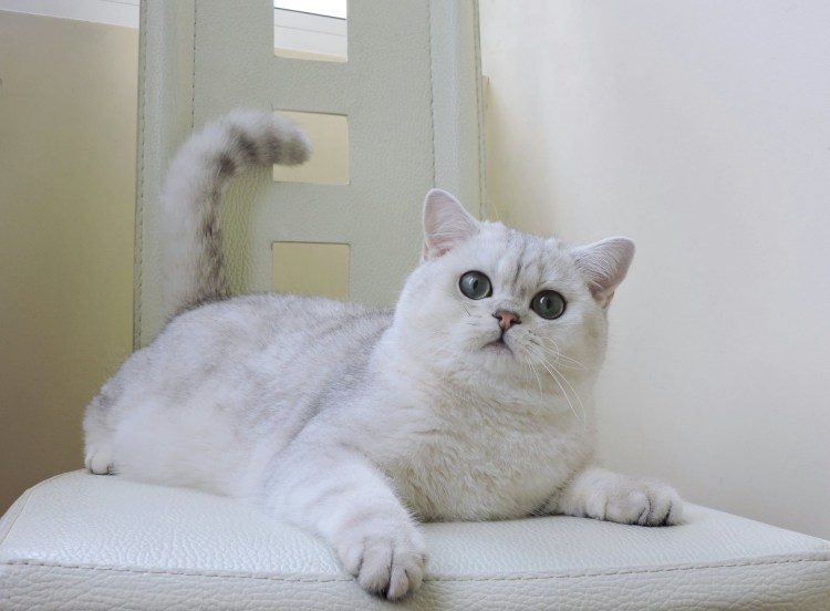 Ангорская шиншилла кошка