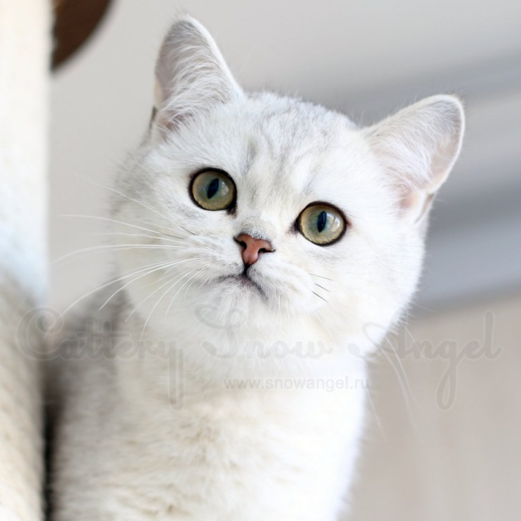 Британская шиншилла