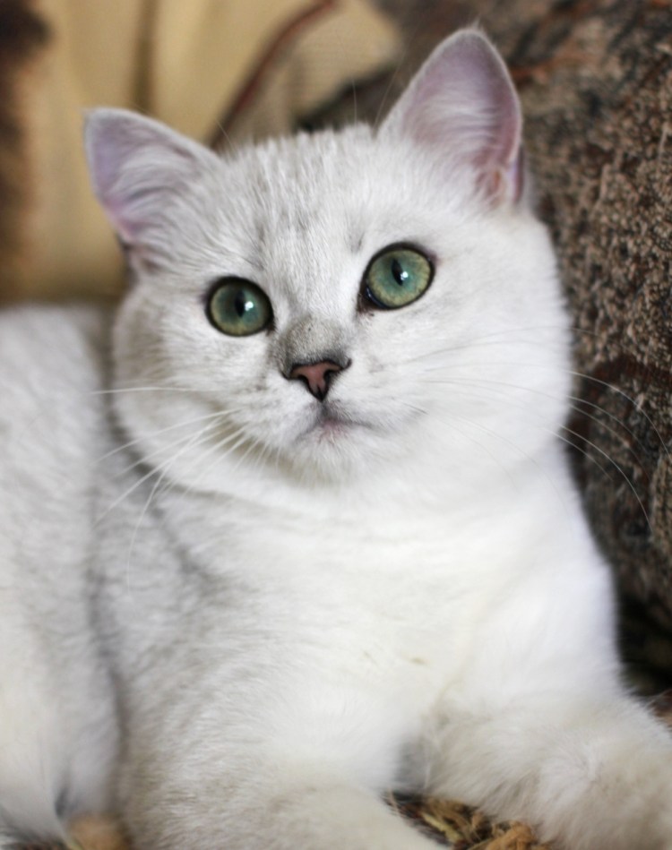 Голубая шиншилла кошка
