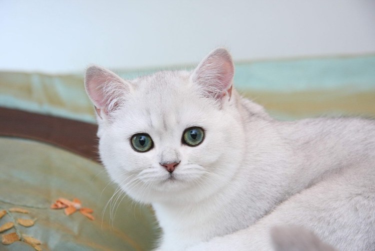 Шотландская короткошерстная шиншилла