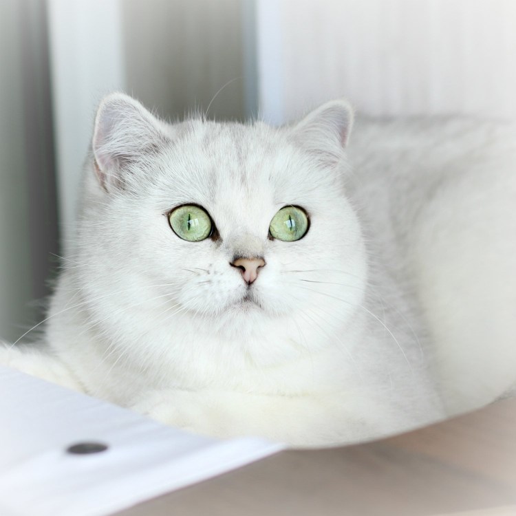 Британская шиншилла кошка