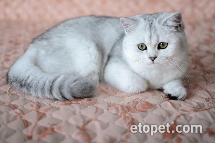 Серебристая шиншилла британец